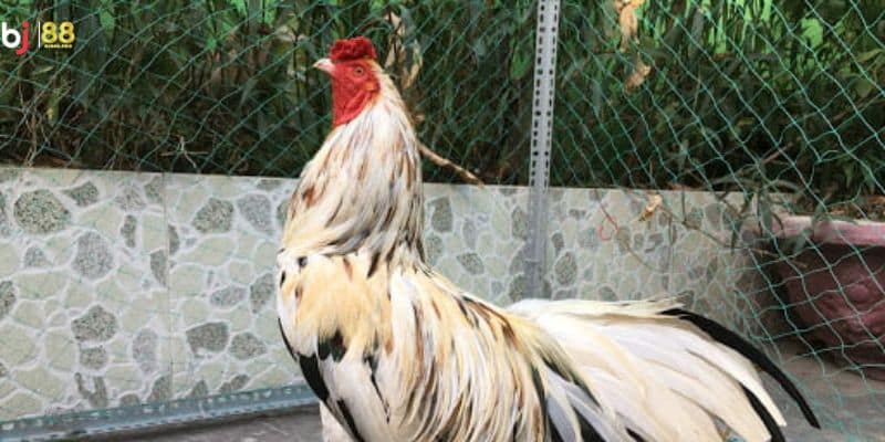 Bật Mí Gà Ngũ Sắc – Giống Chiến Kê Được Săn Đón Nhất 3 Các dòng chiến kê gà ngũ sắc có khả năng thi đấu tốt nhất hiện nay