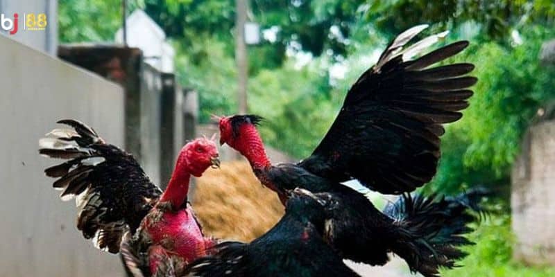 Bật Mí Gà Ngũ Sắc – Giống Chiến Kê Được Săn Đón Nhất 1 Điểm đặc biệt về ngoại hình của giống gà chọi ngũ sắc