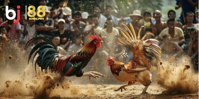 Đá Gà Trực Tiếp - Sảnh Chơi Xanh Chín Nhất Làng Cá Cược 2 Hướng dẫn đăng ký tài khoản