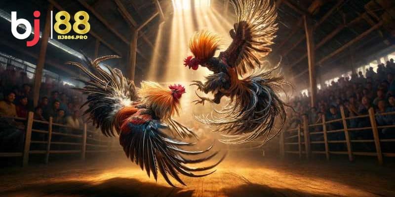 Đá Gà Thomo - Sân Chơi Kịch Tính Bùng Nổ 3 Bí mật mẹo tham gia đá gà thomo bất bại