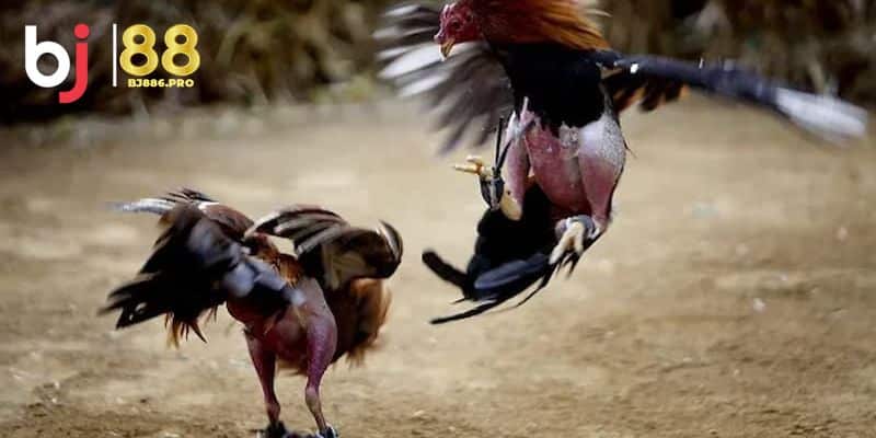 Đá Gà Thomo - Sân Chơi Kịch Tính Bùng Nổ 2 Các hình thức chơi đá gà thomo