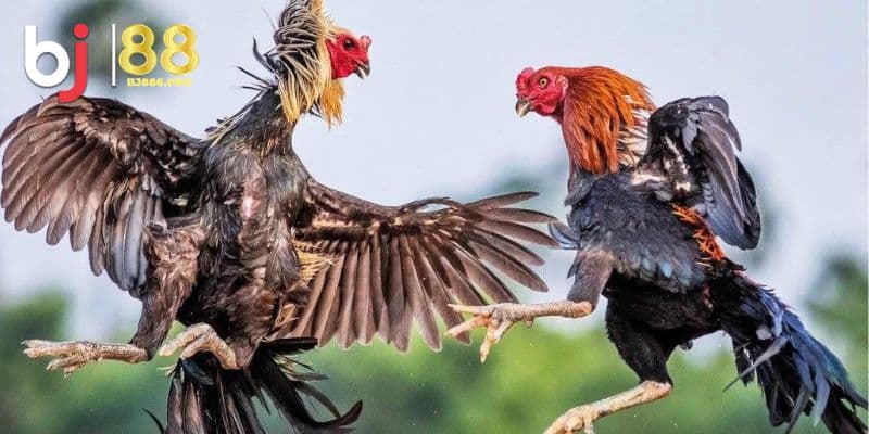 Đá Gà Trực Tiếp - Sảnh Chơi Xanh Chín Nhất Làng Cá Cược 1 Đá gà trực tiếp BJ88