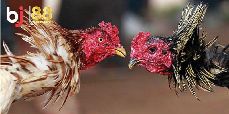 Đá Gà Trực Tiếp - Sảnh Chơi Xanh Chín Nhất Làng Cá Cược 3 Bí quyết đặt cược đá gà trực tiếp hiệu quả